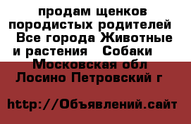 продам щенков породистых родителей - Все города Животные и растения » Собаки   . Московская обл.,Лосино-Петровский г.